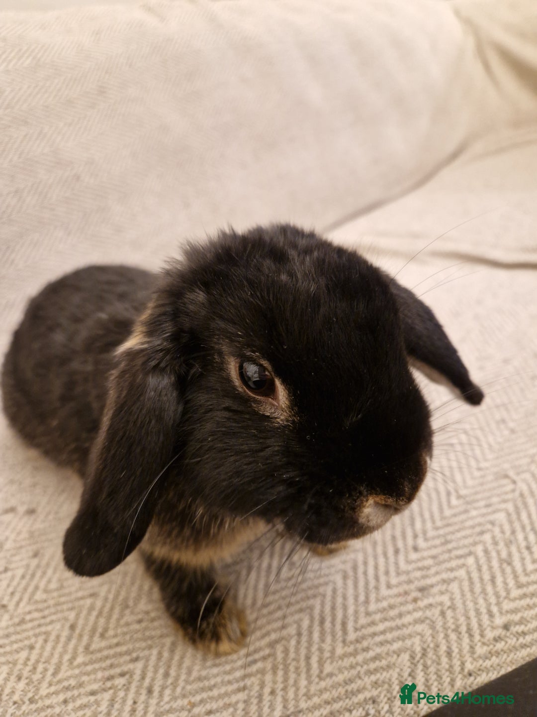 Mini Lop rabbits for sale: Black mini lop rabbit male 20 weeks old - Advert 5