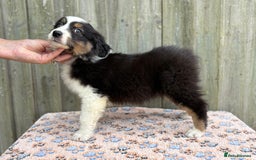 Australian Shepherd dogs for sale: Beautiful pedigree Australian Shepherd puppies - Image 18