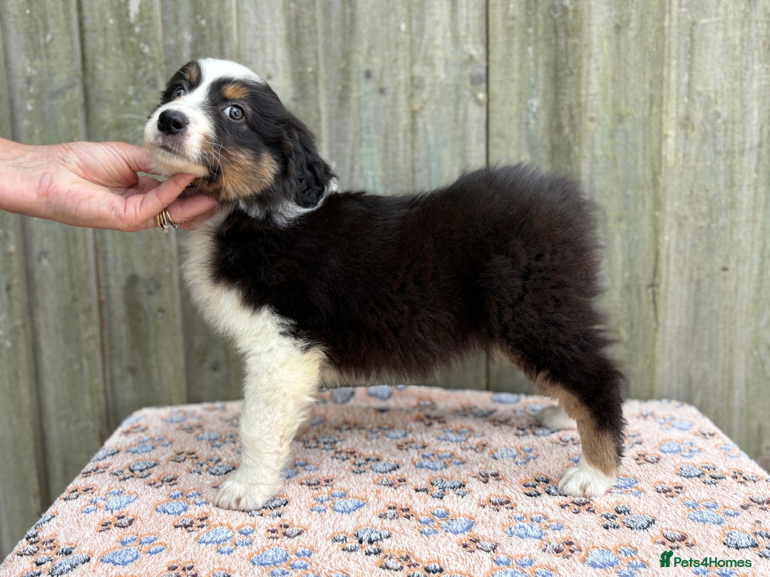 Australian Shepherd dogs for sale: Beautiful pedigree Australian Shepherd puppies - Image 18
