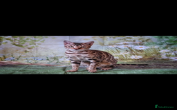 Bengal cats for sale: 😻🐱 Cherry Blossom 🍒 Neutered female - Image 8