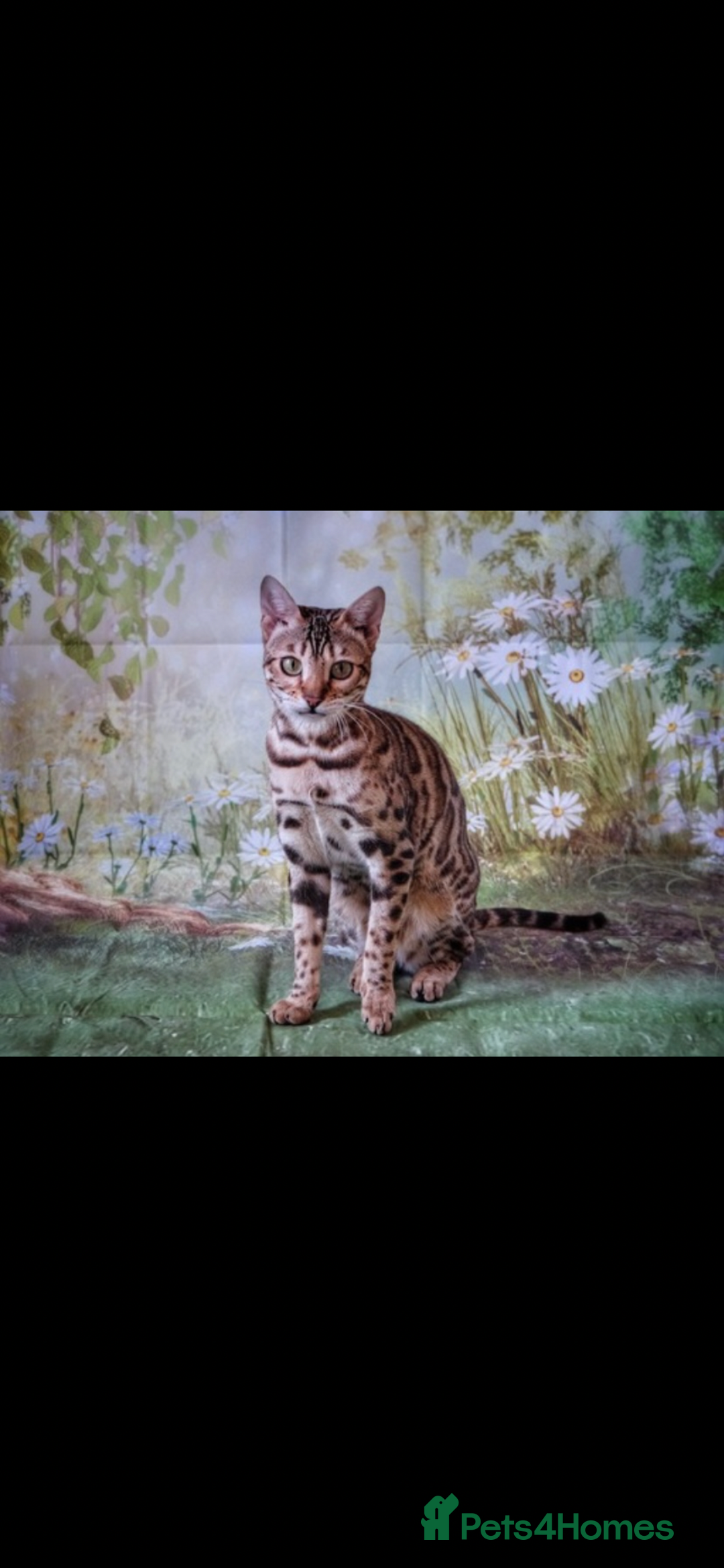 Bengal cats for sale: 😻🐱 Cherry Blossom 🍒 Neutered female - Image 8
