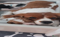 Cavalier King Charles Spaniel dogs for sale: Cavalier King Charles Spaniel Puppies for Sale 🐾 - Image 25