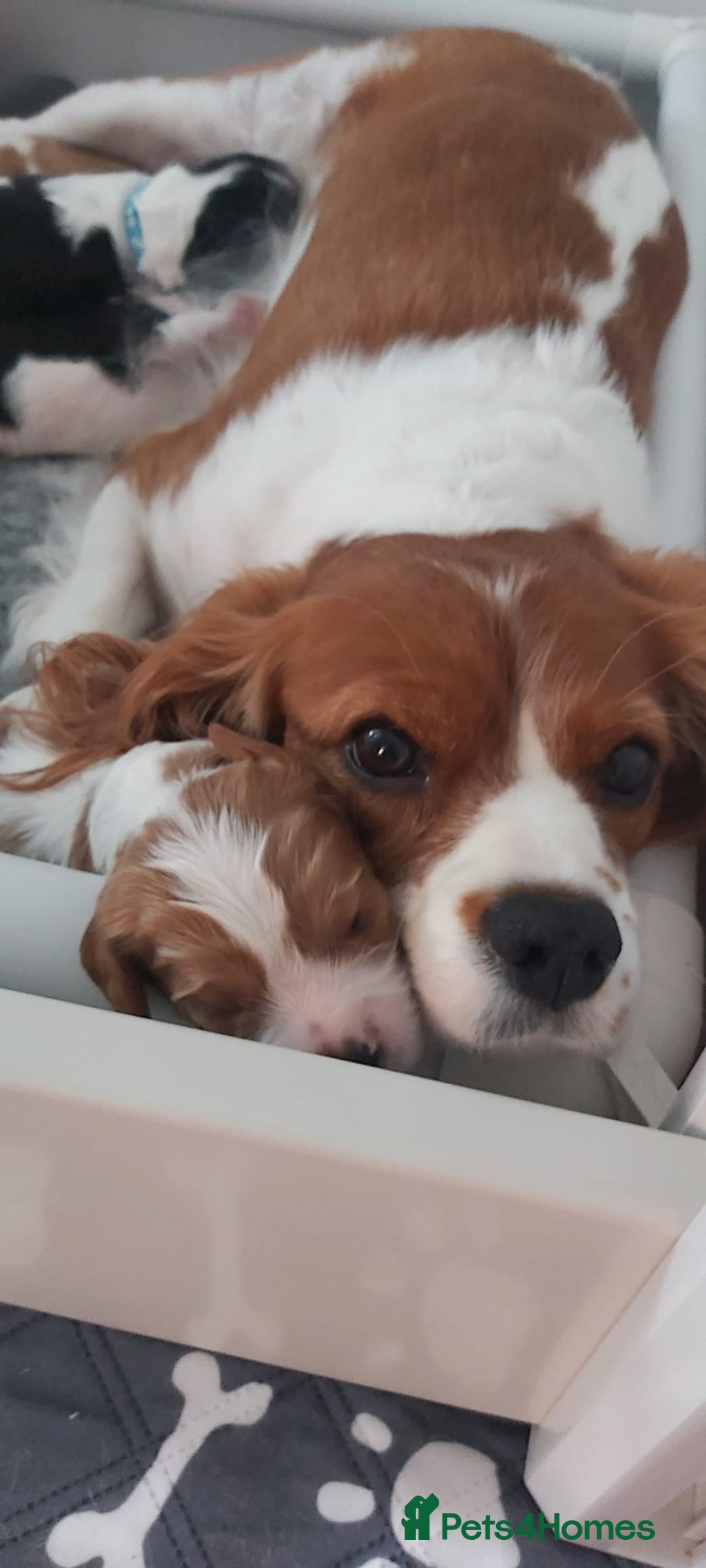 Cavalier King Charles Spaniel dogs for sale: Cavalier King Charles Spaniel Puppies for Sale 🐾 - Image 25