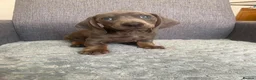 Miniature Dachshund dogs for sale: Miniature dachshund in Nelson - Advert 2