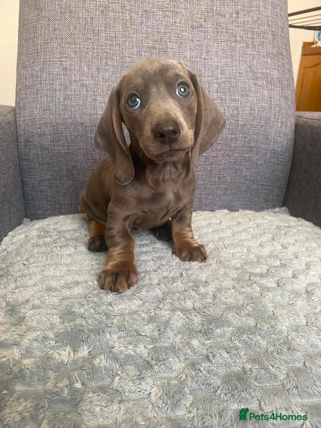 Miniature Dachshund dogs for sale: Miniature dachshund in Nelson - Advert 2