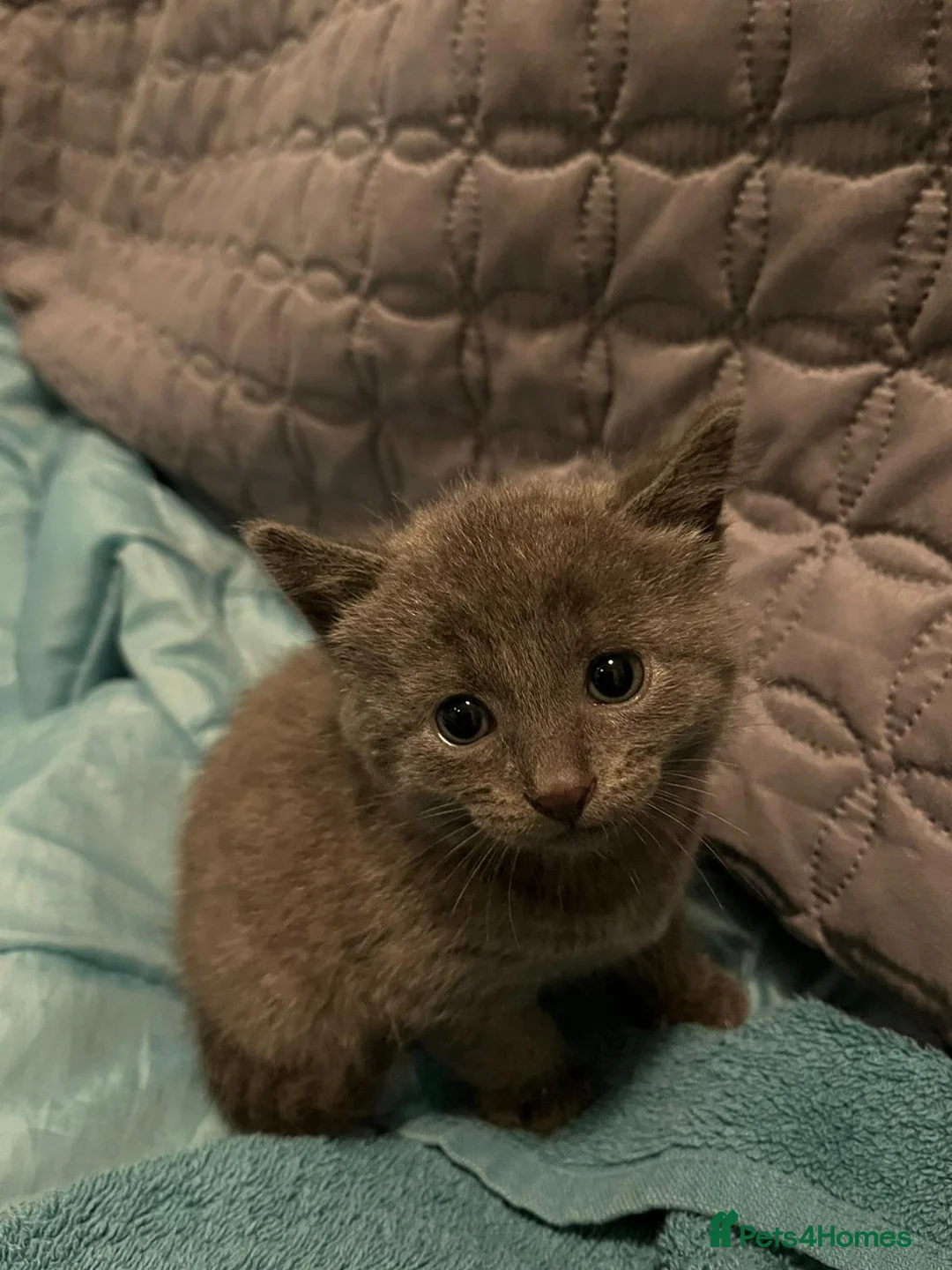 Russian Blue cats for sale: Pure Bred Russian Blue Kittens - Advert 2