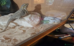 Bearded Dragon reptiles for sale: Bearded dragon for sale - Advert 2
