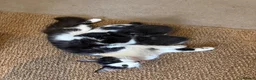 Mixed Breed cats for sale: Kittens For Sale - Advert 2