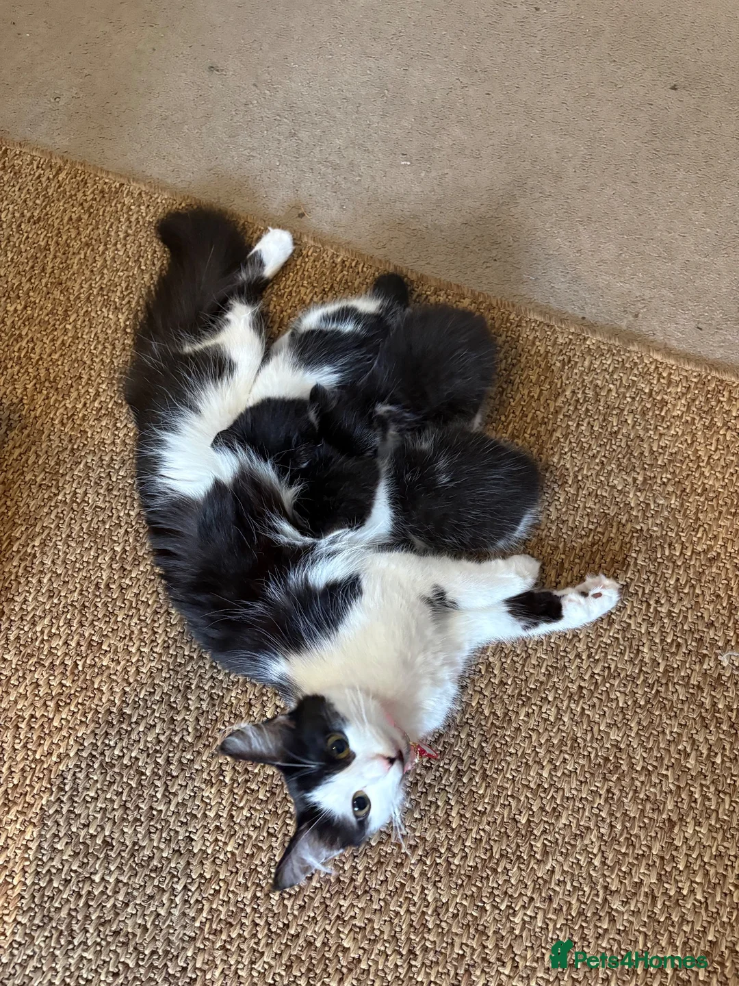 Mixed Breed cats for sale: Kittens For Sale - Advert 2