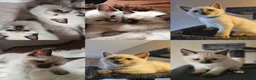 Ragdoll cats for sale: Siamese x Ragdoll {Ragumese} kittens - Advert 1