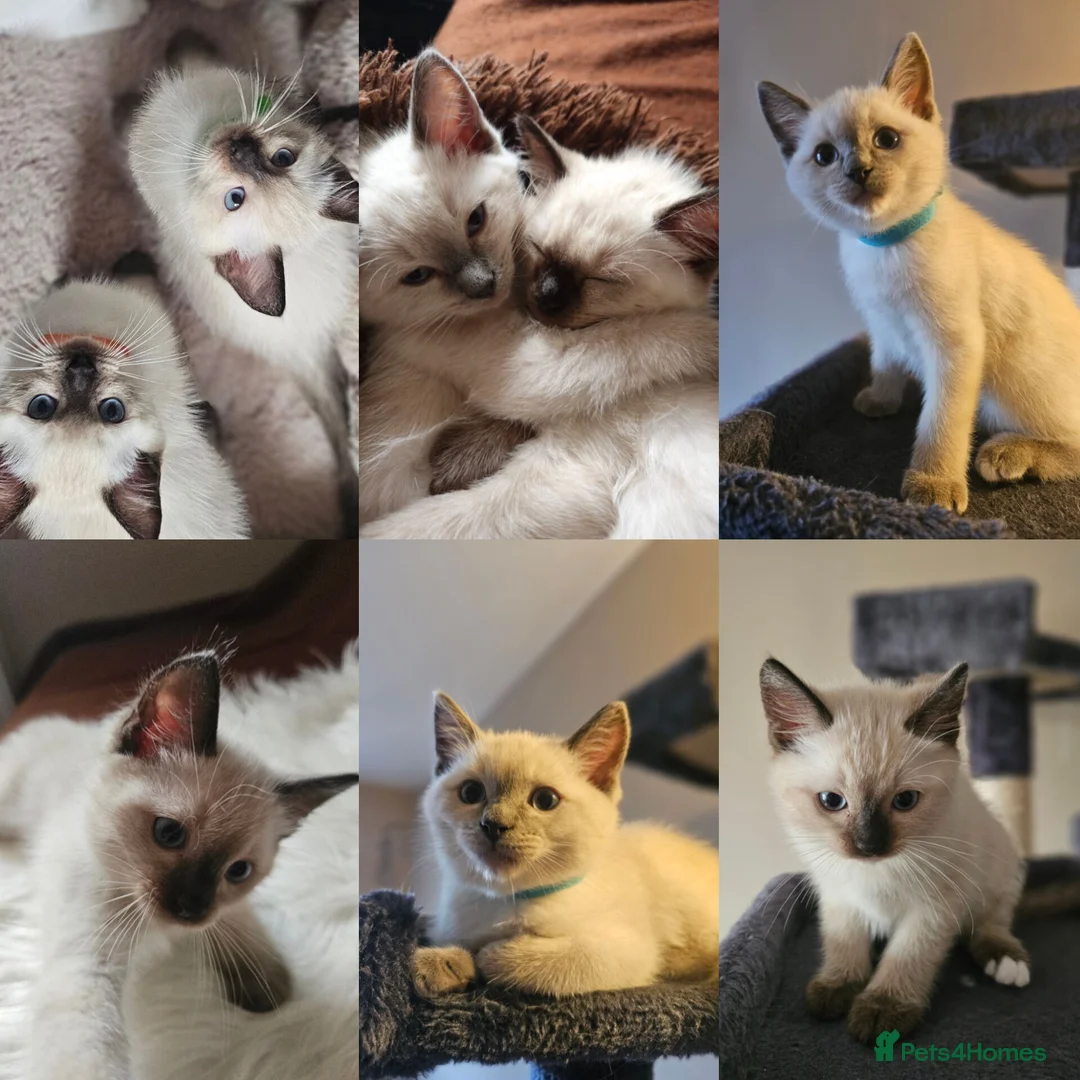 Ragdoll cats for sale: Siamese x Ragdoll {Ragumese} kittens - Advert 1
