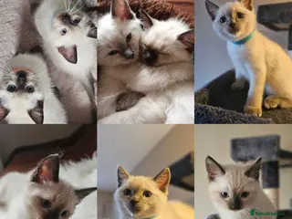 Ragdoll cats Siamese x Ragdoll {Ragumese} kittens - Advert 1