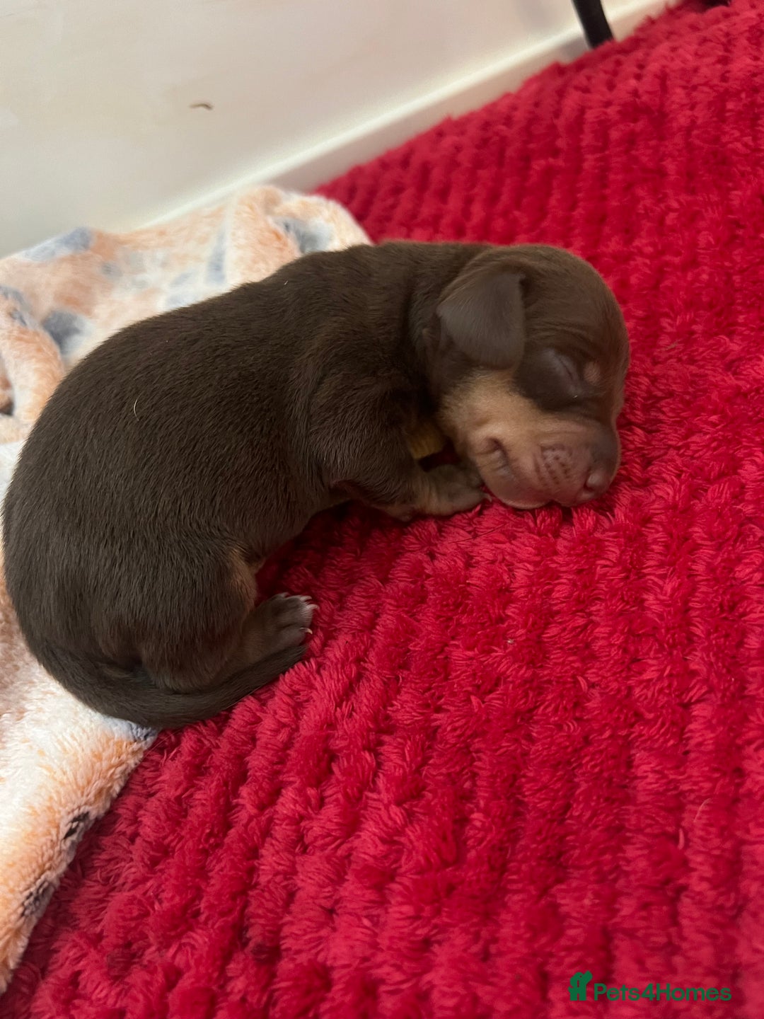 Dachshund dogs for sale: 5 beautiful daschund’s for sale  - Image 13