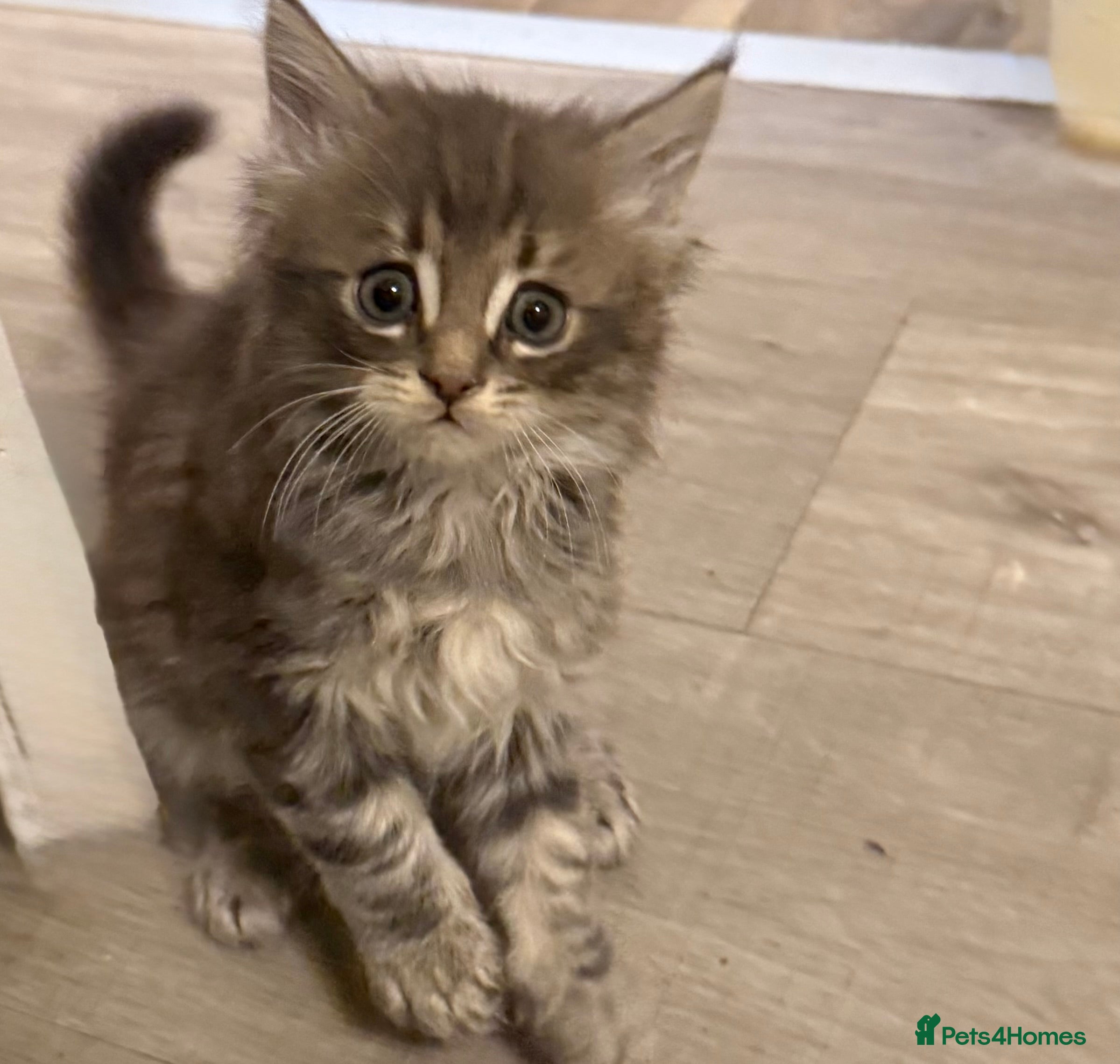 Maine Coon cats Maine Coon kittens  - Advert 3