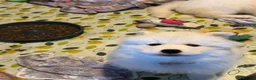 Samoyed dogs for sale: 🐾puppies are ready for new happy homes🐾 - Advert 21