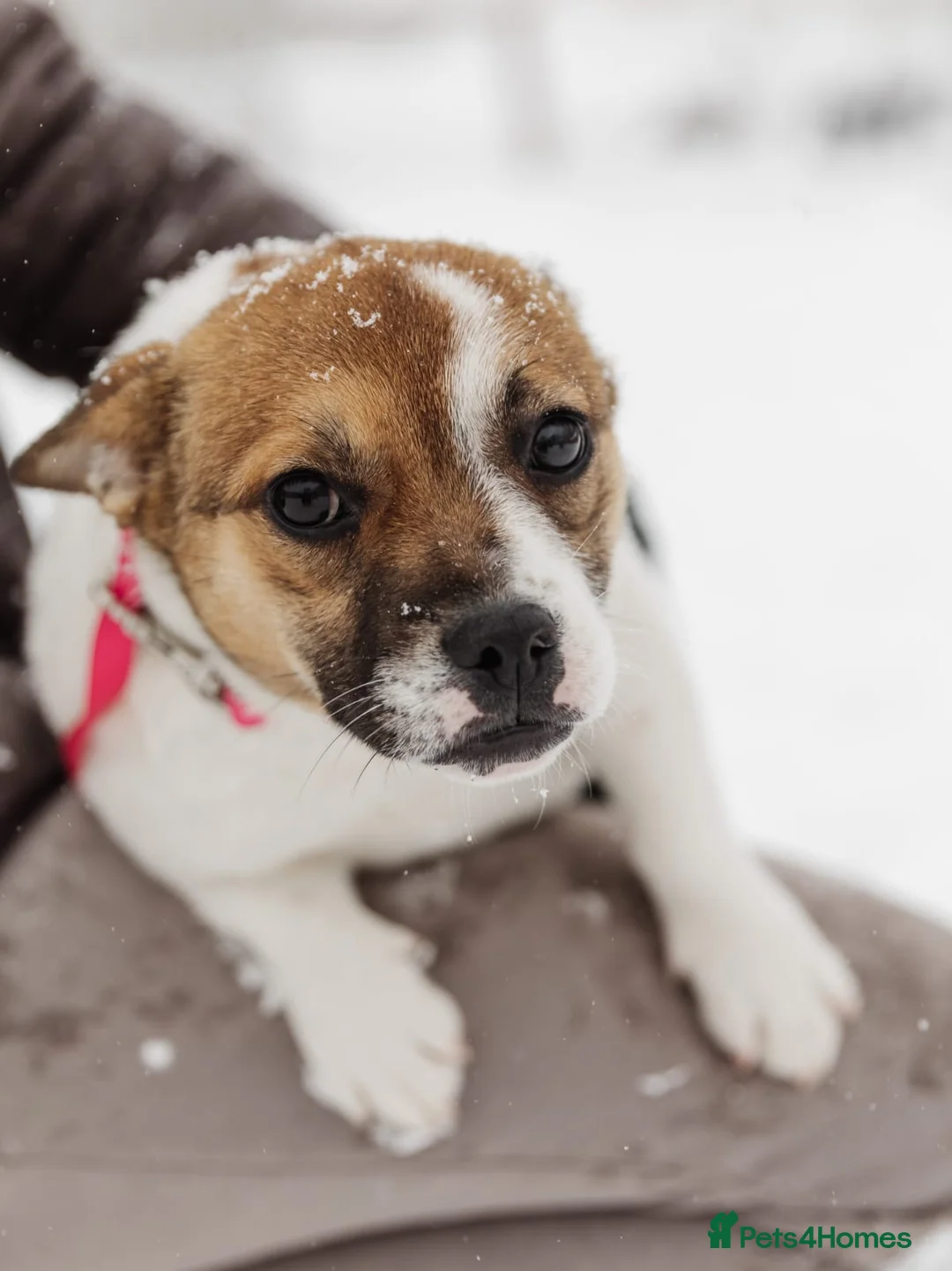 Mixed Breed dogs for adoption: 💖🐶 DEMI-MOON 🐶💖 - Advert 10