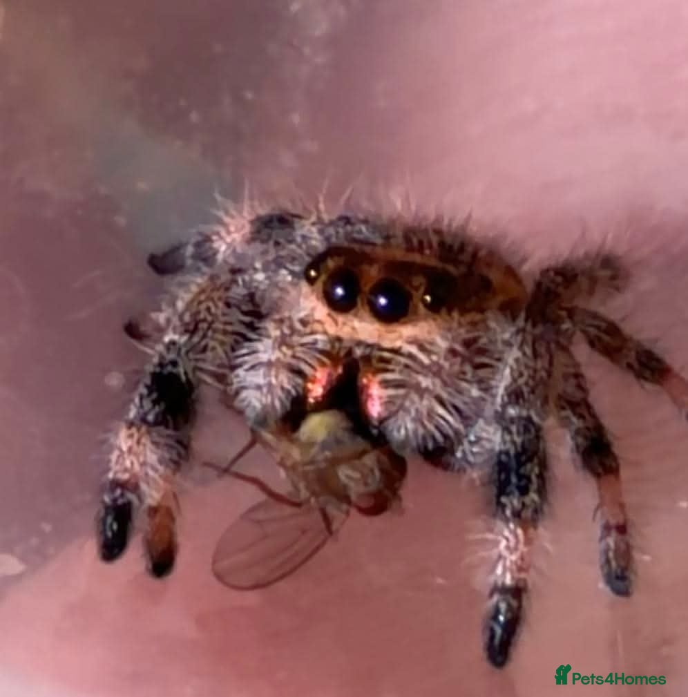 Spiders invertebrates Jumping spider  - Advert 2