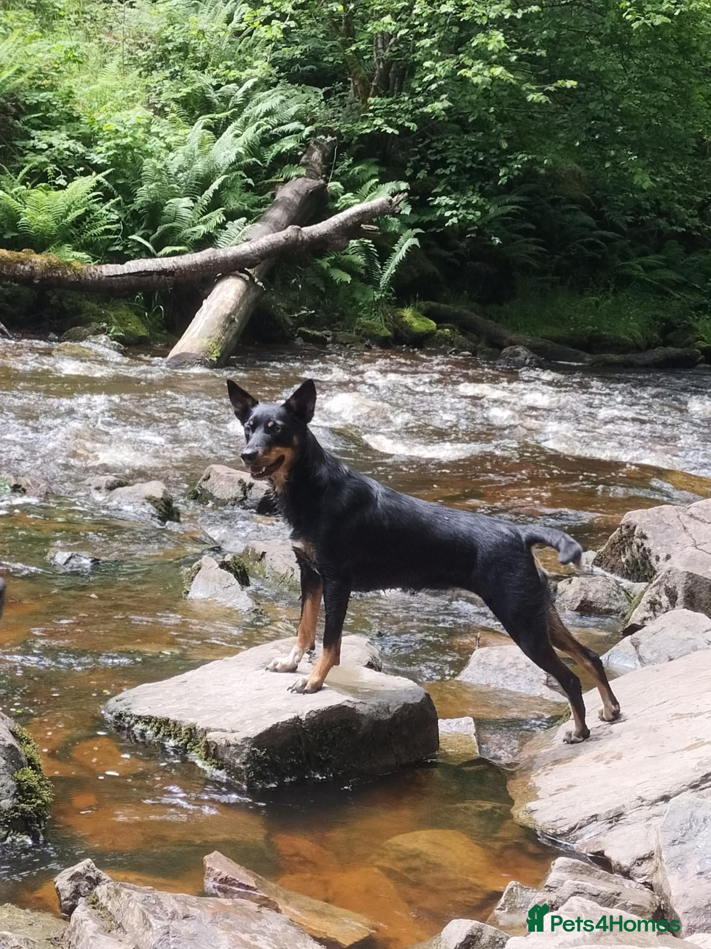 Mixed Breed dogs Kelpie x Welsh collie x Belgian malinois x staffy  - Advert 12