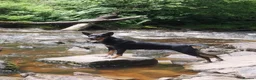 Mixed Breed dogs for sale: Kelpie x Welsh collie x Belgian malinois x staffy  in Brecon - Advert 1