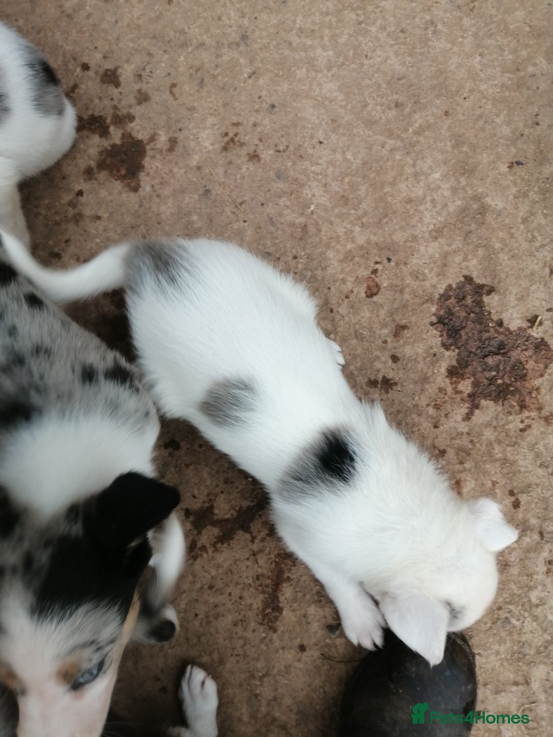 Bearded Collie dogs for sale: Beautiful blue merle collie pups! Workers or pets - Image 5