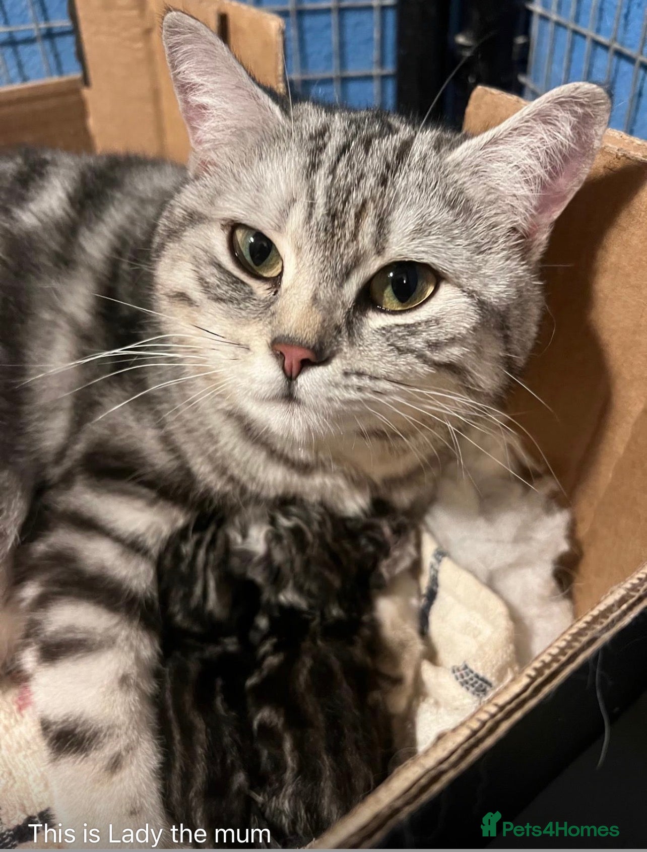 British Shorthair cats GCCF reg BSH BLACK SILVER TABBY KITTENS - Advert 2