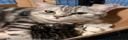 British Shorthair cats for sale: GCCF reg BSH BLACK SILVER TABBY KITTENS in Halifax - Advert 2