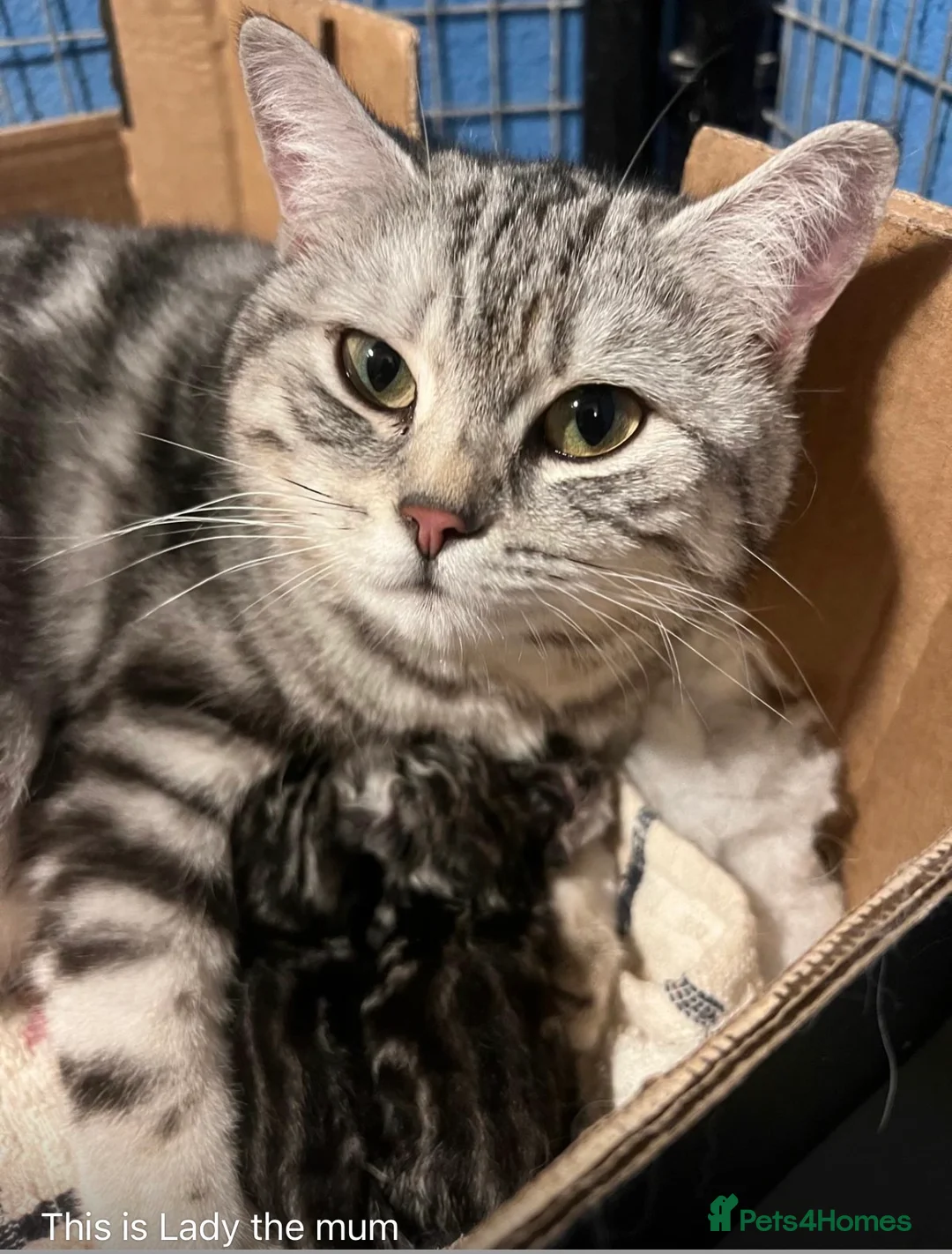 British Shorthair cats for sale: GCCF reg BSH BLACK SILVER TABBY KITTENS in Halifax - Advert 2