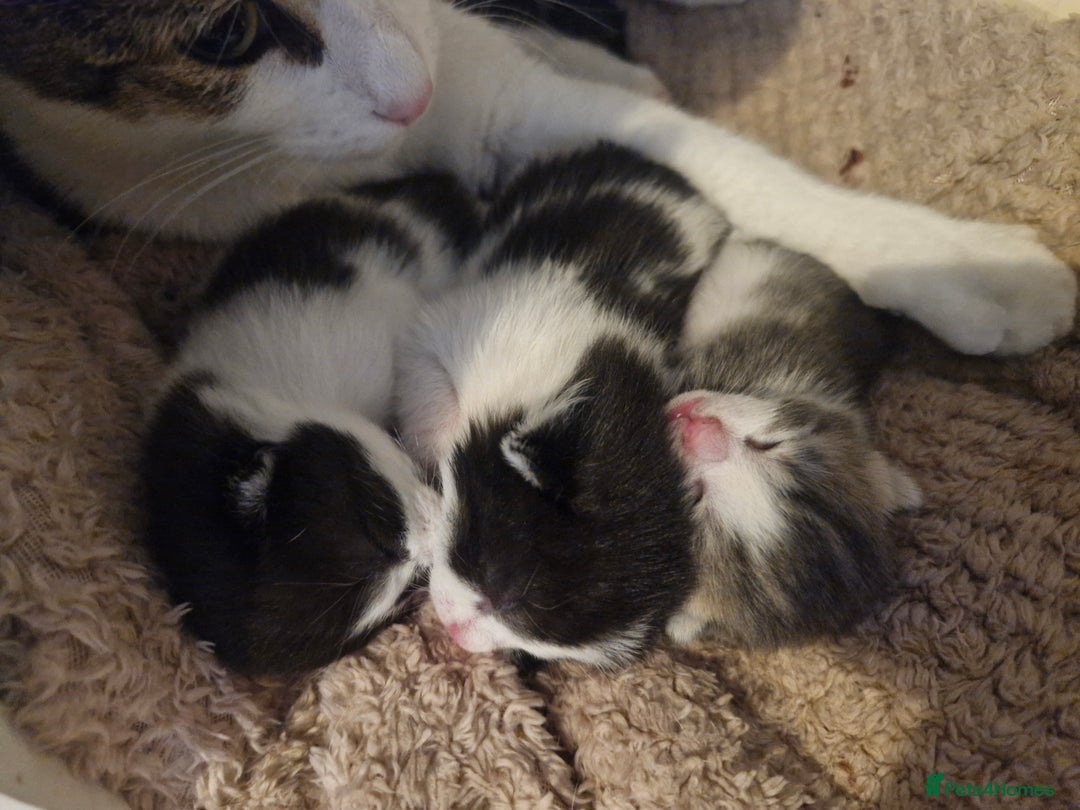 Mixed Breed cats for sale: 2 black and white male kittens for sale - Image 2