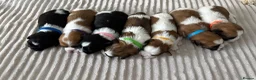 Shih Tzu dogs for sale: Beautiful Shih Tzu puppies  - Advert 1