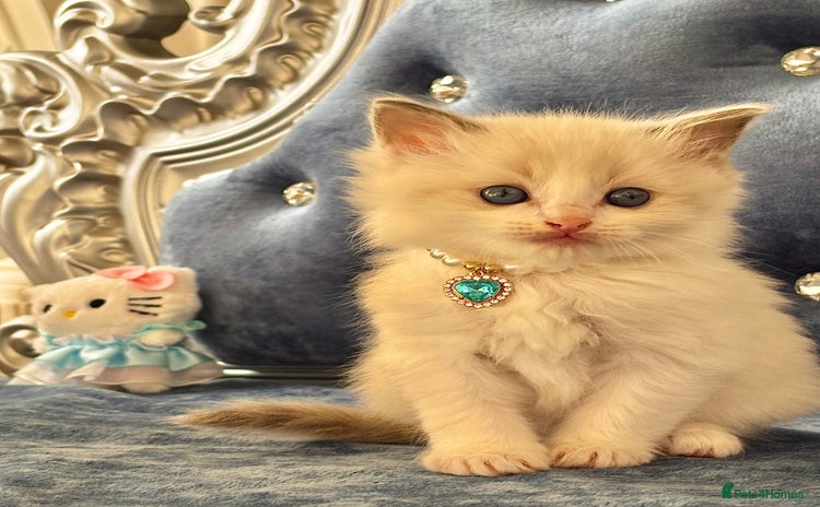 Ragdoll cats - Advert 11