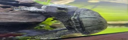Turtle reptiles for sale: Female Turtle for Sale - Advert 10