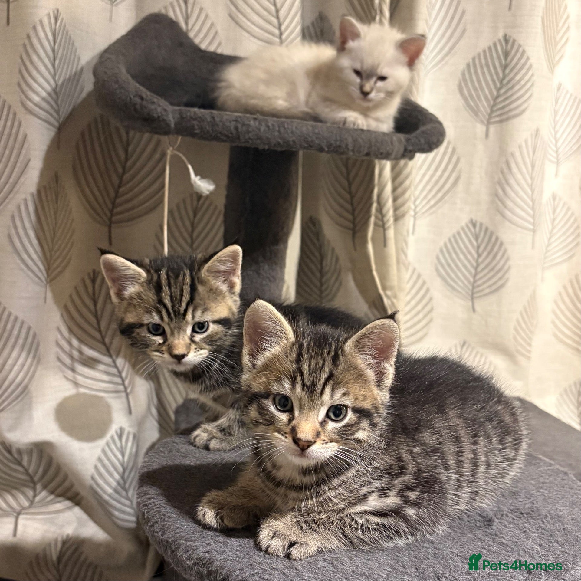 Ragcoon cats Beautiful friendly Maine coon x Ragdoll kittens - Advert 8
