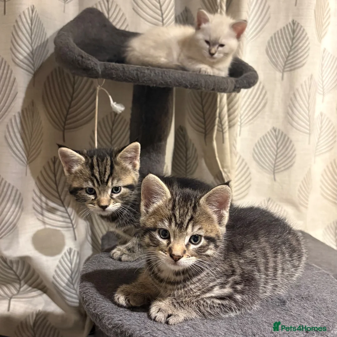 Ragcoon cats for sale: Beautiful friendly Maine coon x Ragdoll kittens in Bridgwater - Advert 1