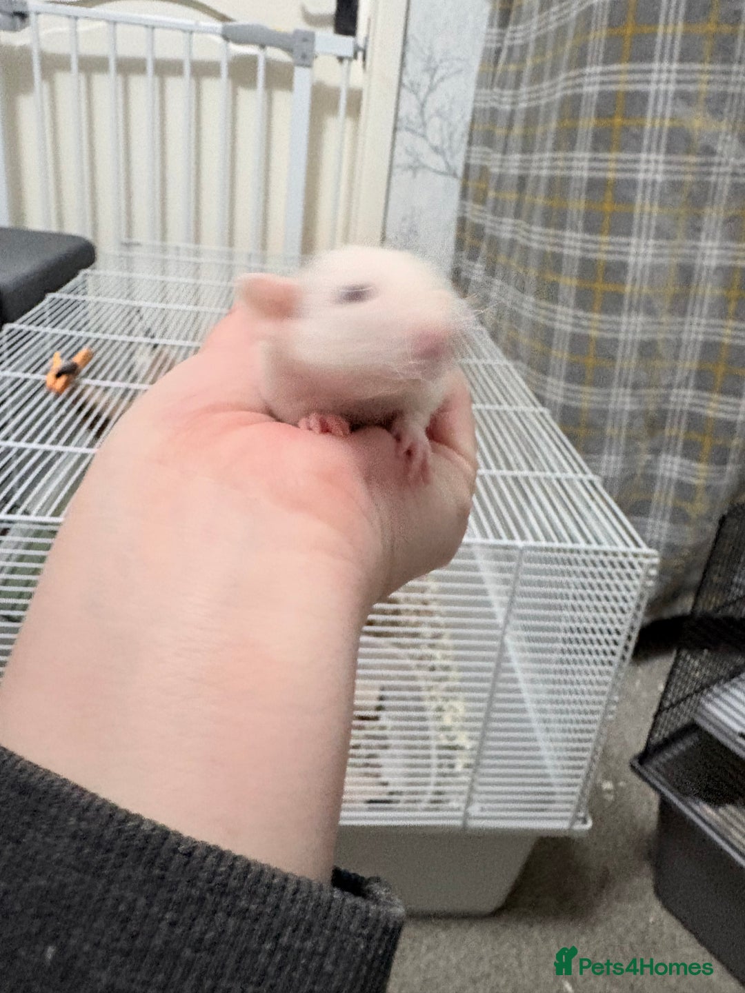 Rat rodents for sale: Beautiful male dumbo/husky baby rats - Advert 15