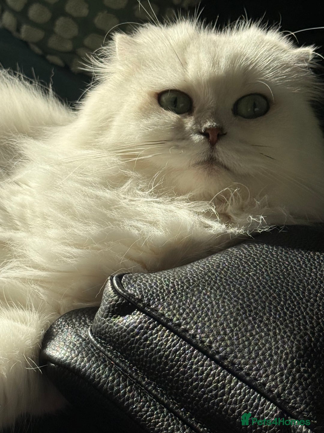 Scottish Fold cats for sale: Loyal girl  - Advert 8