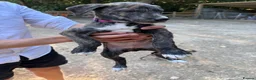 Lurcher dogs for sale: x2 Beautiful Boy Lurcher Puppies  - Advert 27
