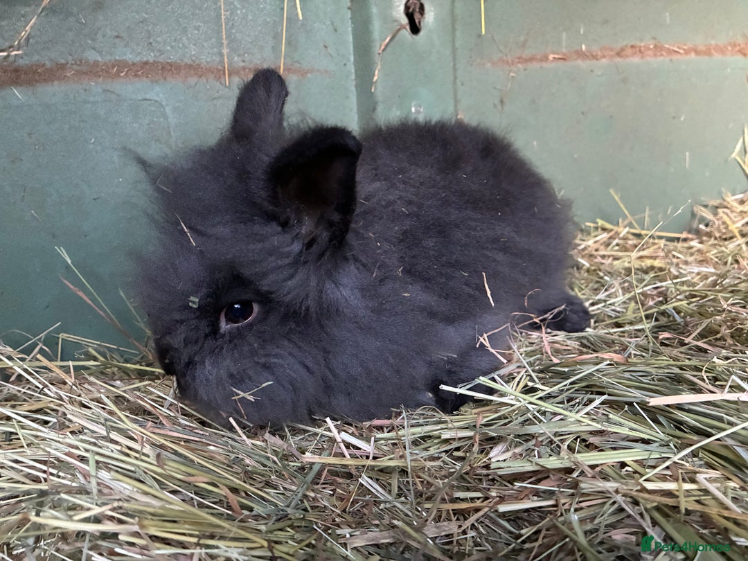 Lionhead rabbits for sale: Last 2 lionhead baby boys - Advert 20
