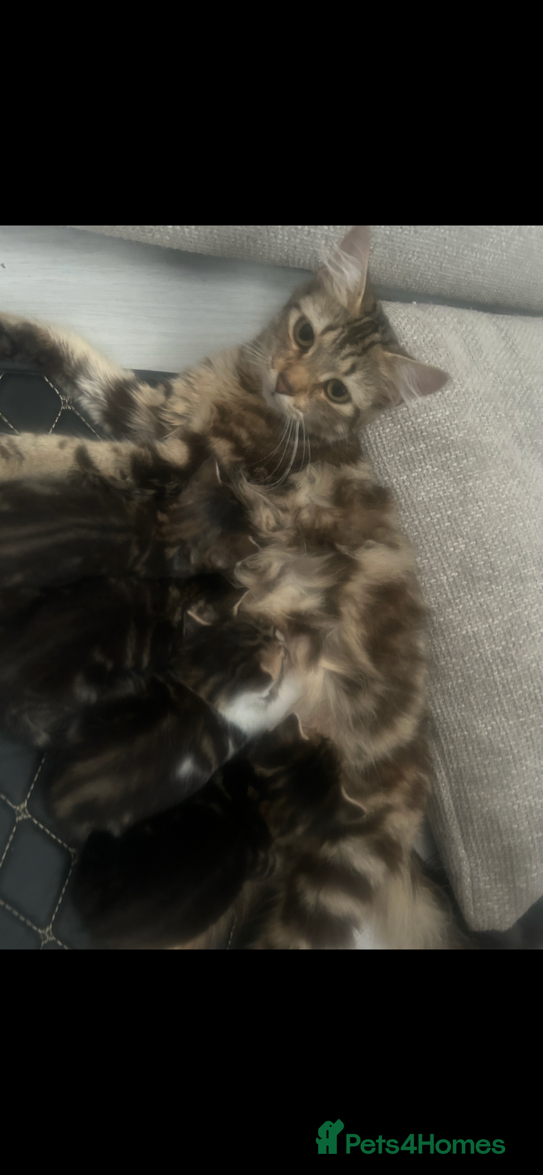 Domestic Shorthair cats for sale: 4 kittens ready to leave now - Image 7