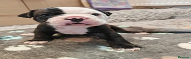 Bitch 3 baby pink collar 