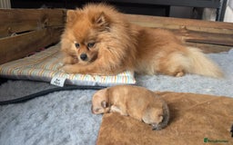 Pomeranian dogs for sale: ⭐⭐Gorgeous Pomeranian puppies⭐⭐ - Image 9