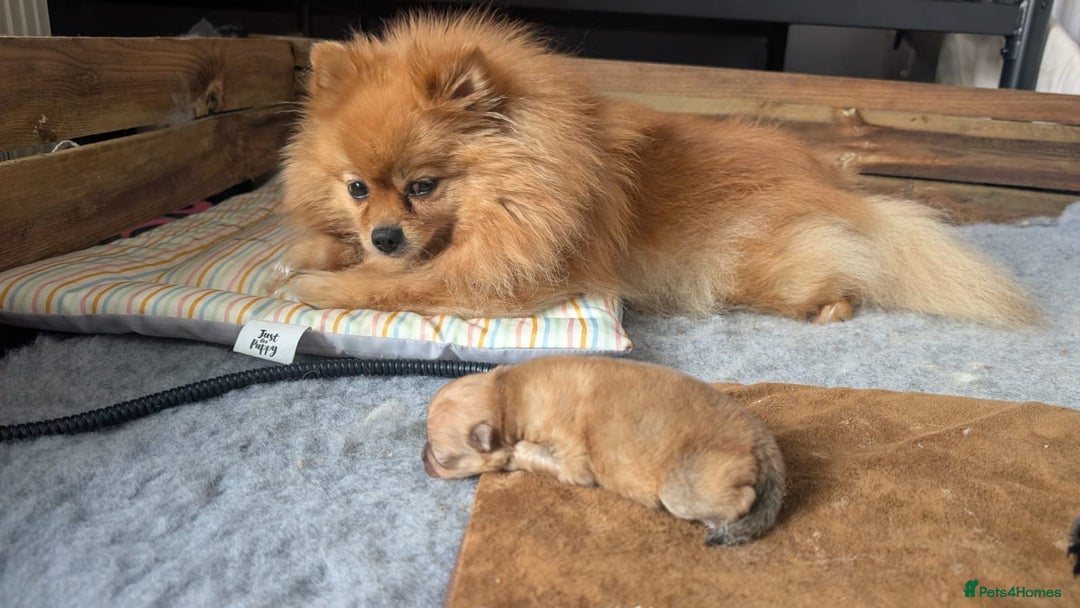 Pomeranian dogs for sale: ⭐⭐Gorgeous Pomeranian puppies⭐⭐ - Image 9