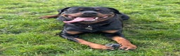 Rottweiler dogs for sale: Rottweiler for Adoption – Experienced Home Only - Advert 7