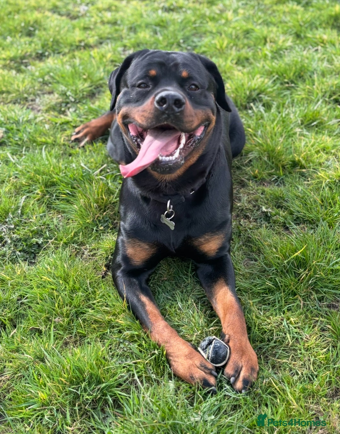 Rottweiler dogs for sale: Rottweiler for Adoption – Experienced Home Only - Advert 7