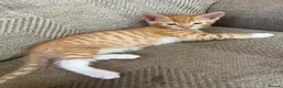 Mixed Breed cats for sale: 5 Gorgeous Kittens in Halifax - Advert 3