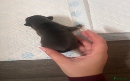 French Bulldog dogs for sale: 🐶🥰FRENCHIE PUPS FOR SALE😍🐶 - Image 13