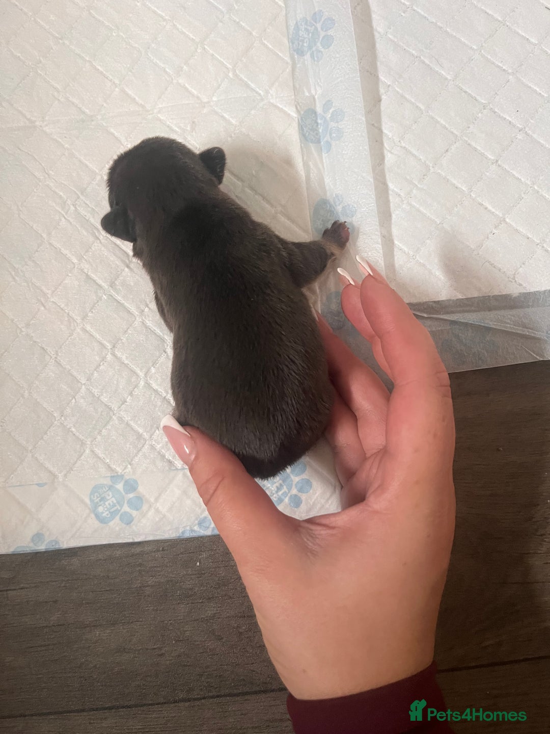French Bulldog dogs for sale: 🐶🥰FRENCHIE PUPS FOR SALE😍🐶 - Image 13