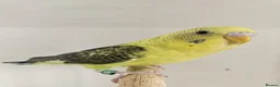 Budgerigars birds for sale: 2 black wing male budgies  - Advert 2