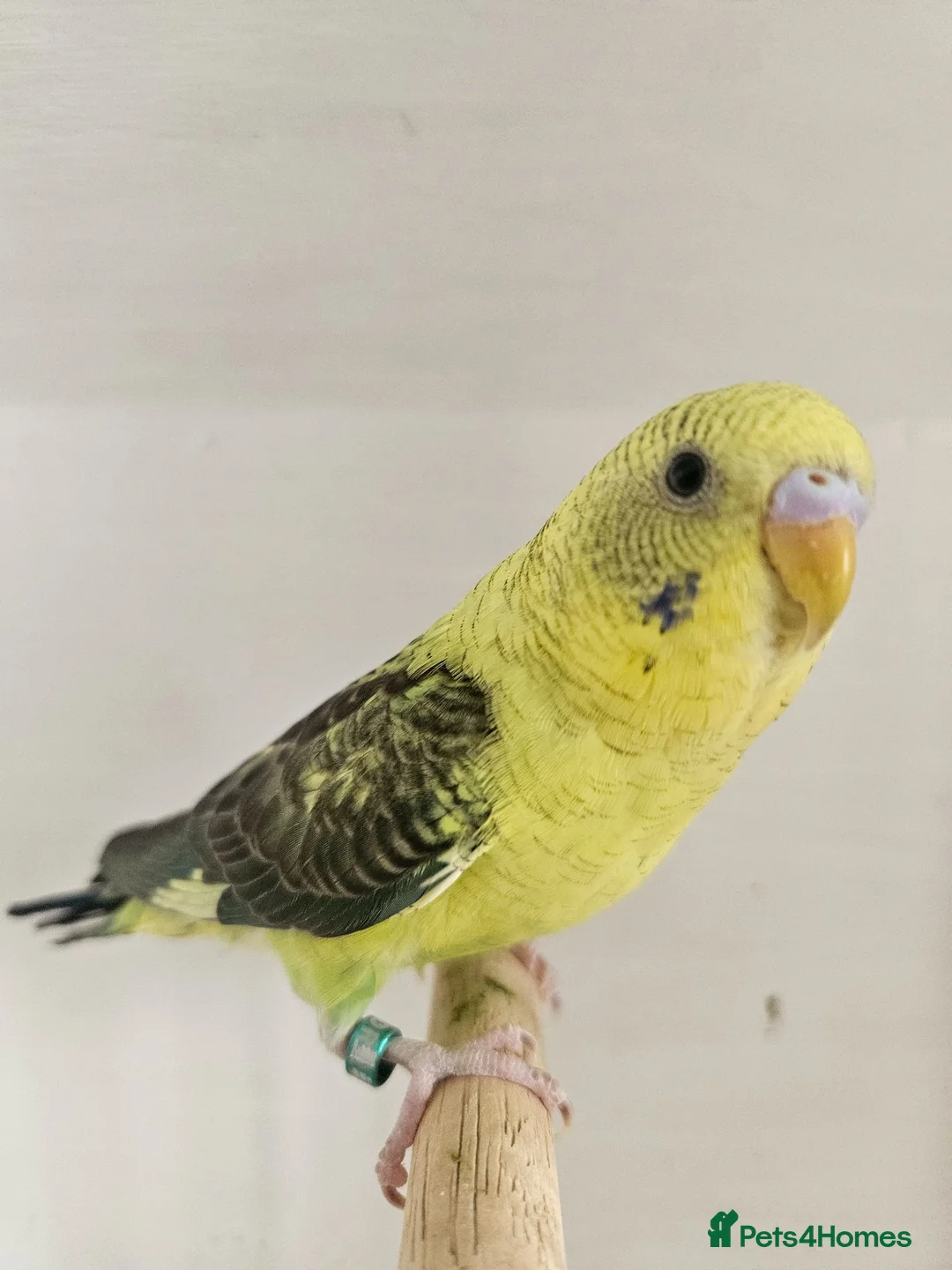 Budgerigars birds for sale: 2 black wing male budgies  - Advert 2