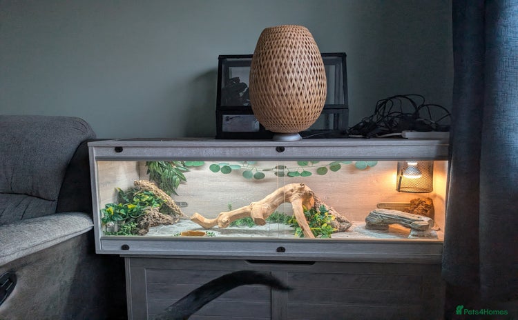 Bearded Dragon reptiles - Advert 1