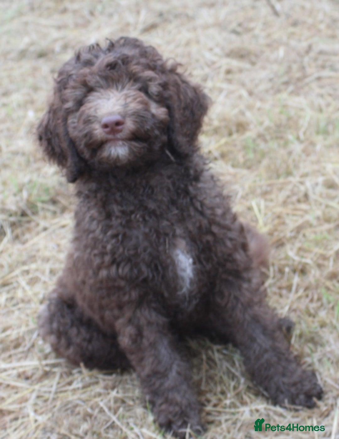 Labradoodle dogs for sale: Outstanding Part Trained Labradoodles F1b - Image 11